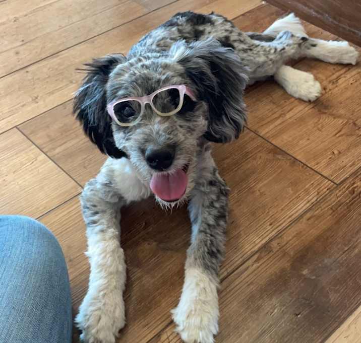 Photo of Archie