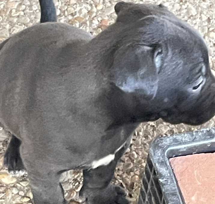 Photo of Rowdy