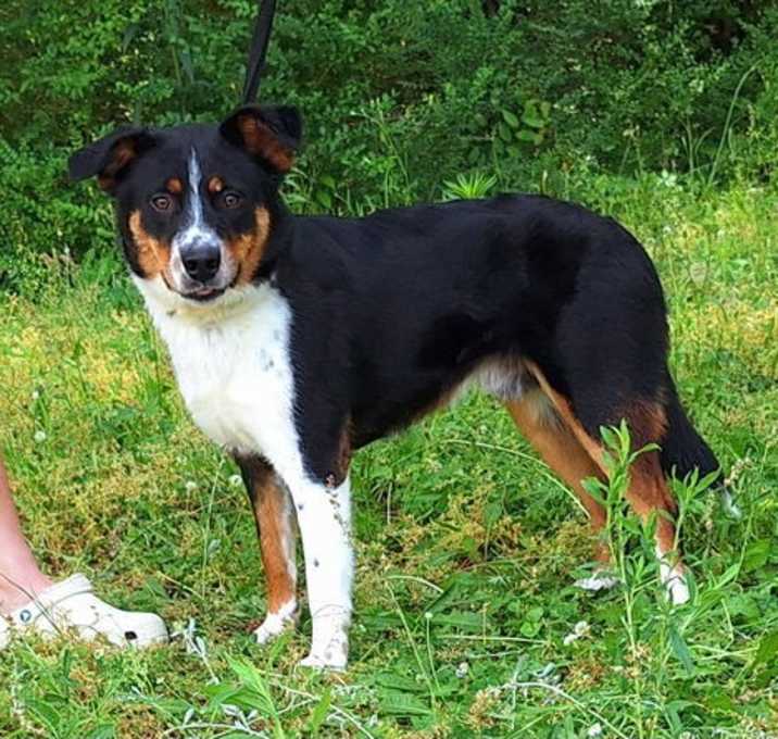 Photo of 250419  Koda