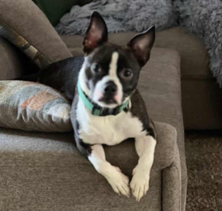 Photo of Chip