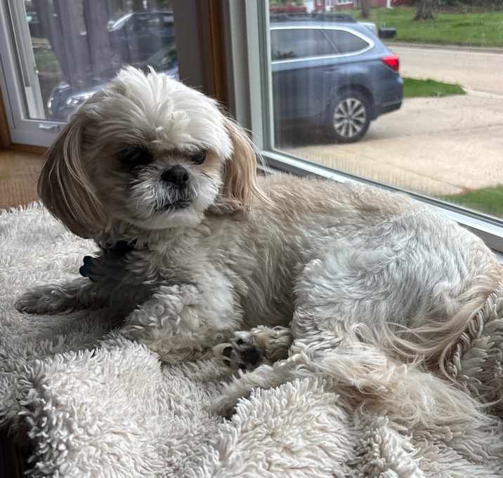 Photo of Brandy