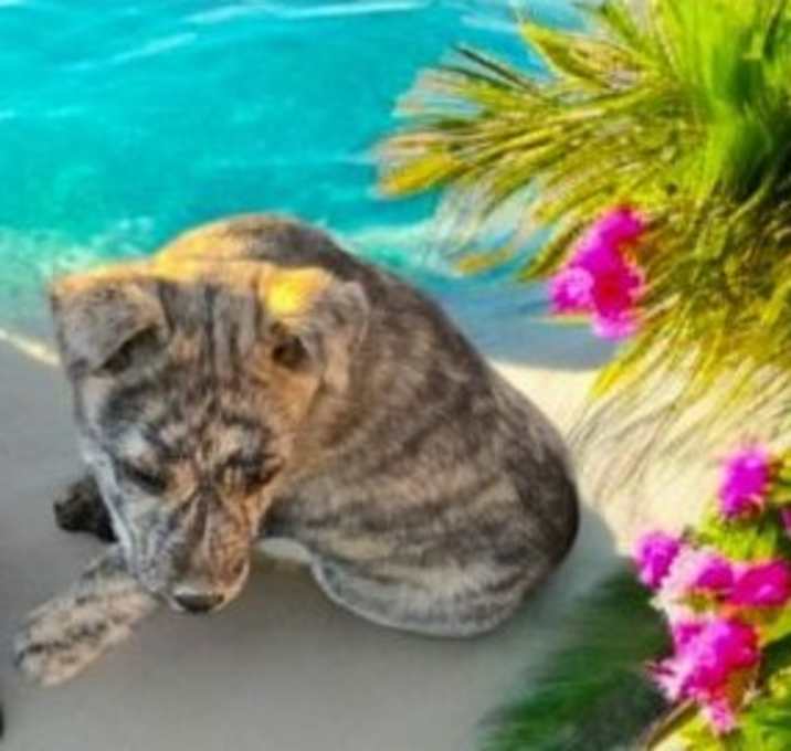 Photo of Tiger