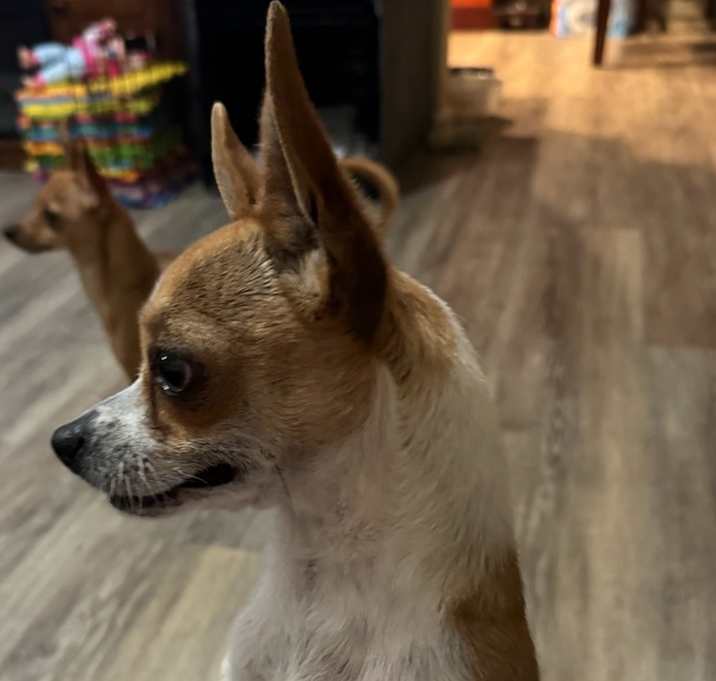 Photo of Peanut