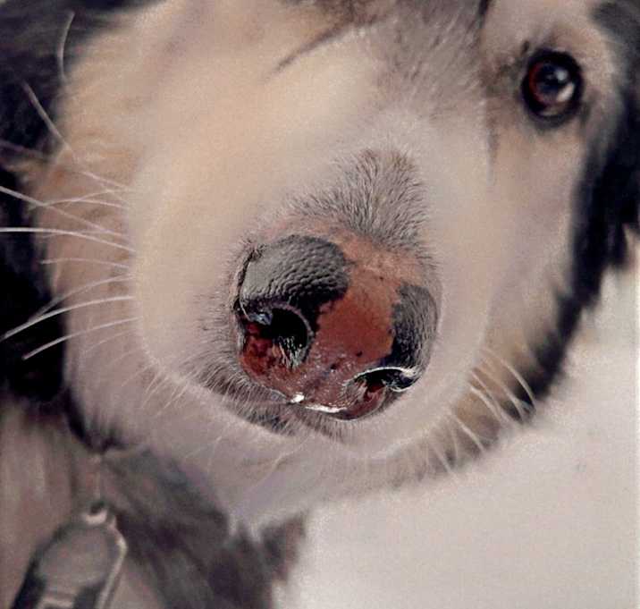 Photo of Milo