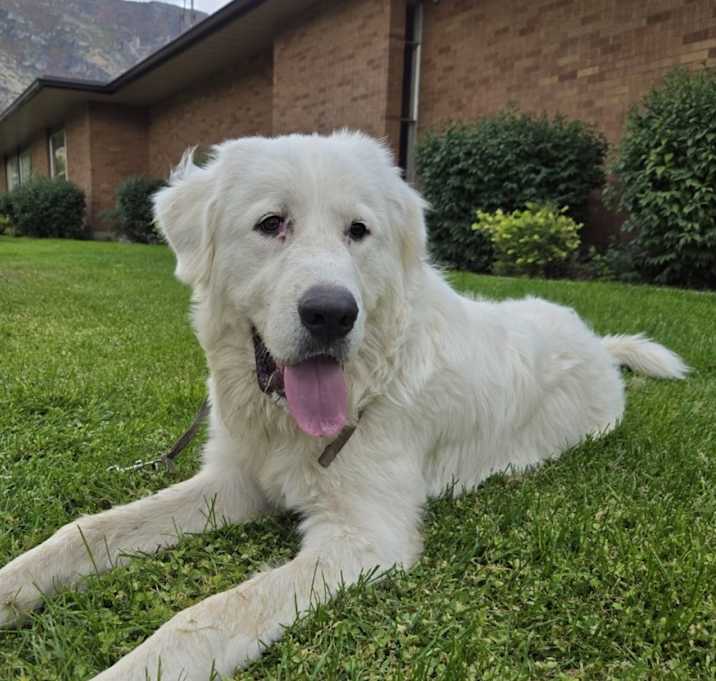 Photo of Bear