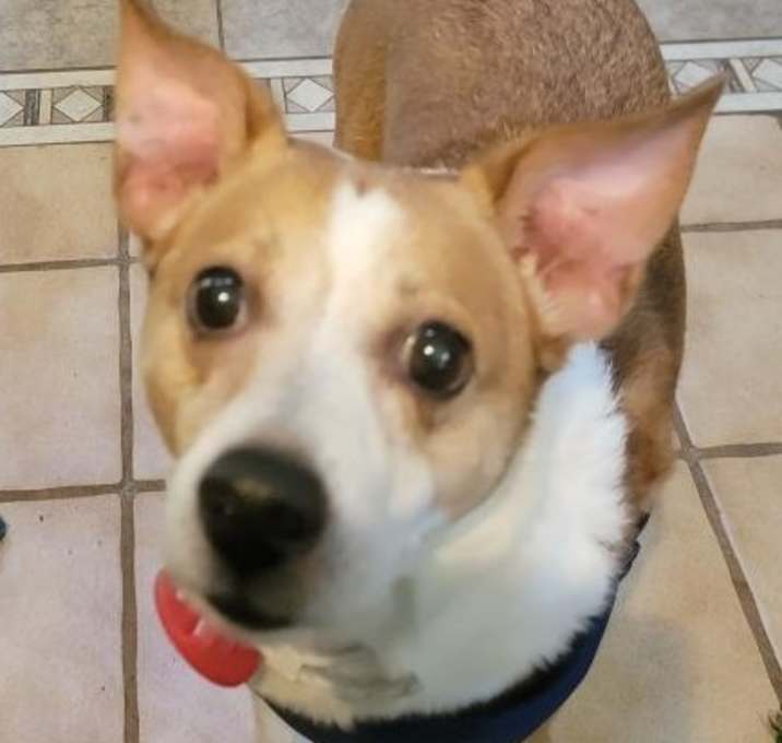 Photo of Tobi
