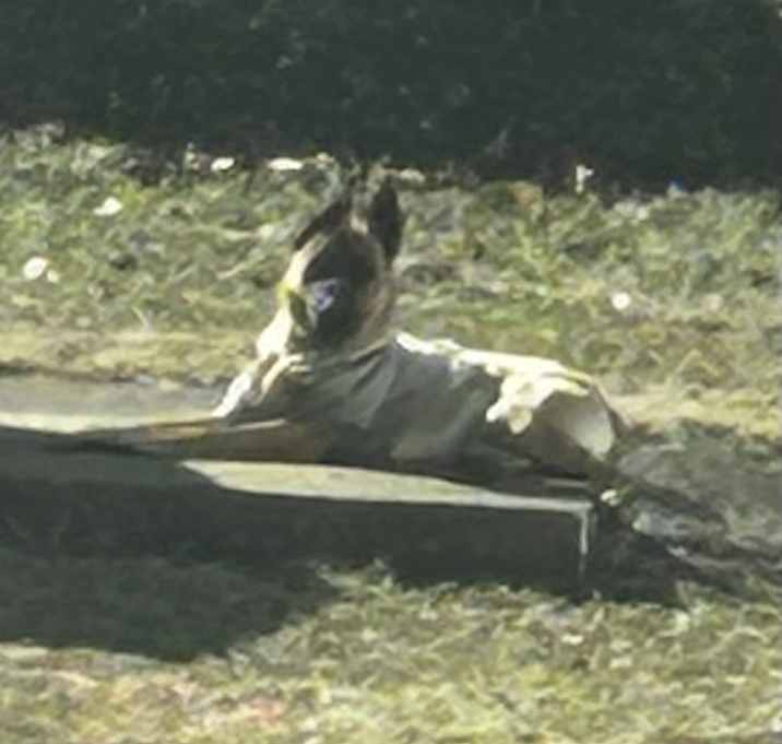 Photo of Jax