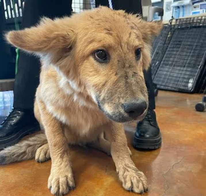 Photo of *SCOUT
