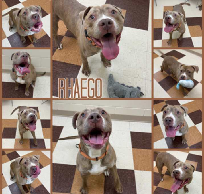 Photo of Rhaego