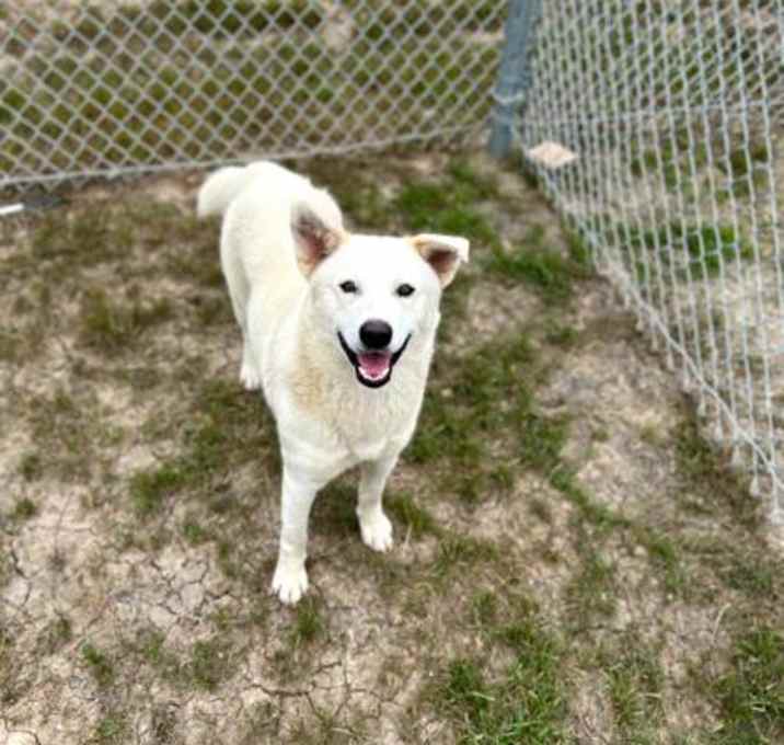 Photo of Balto