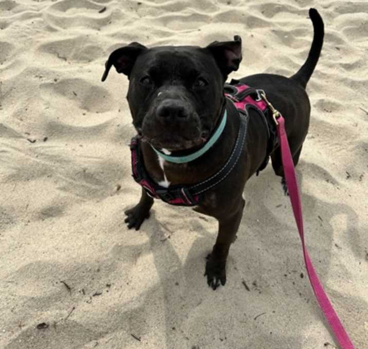 Photo of Millie
