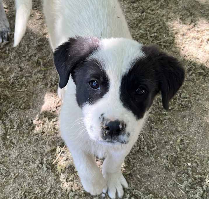 Photo of HARLEY