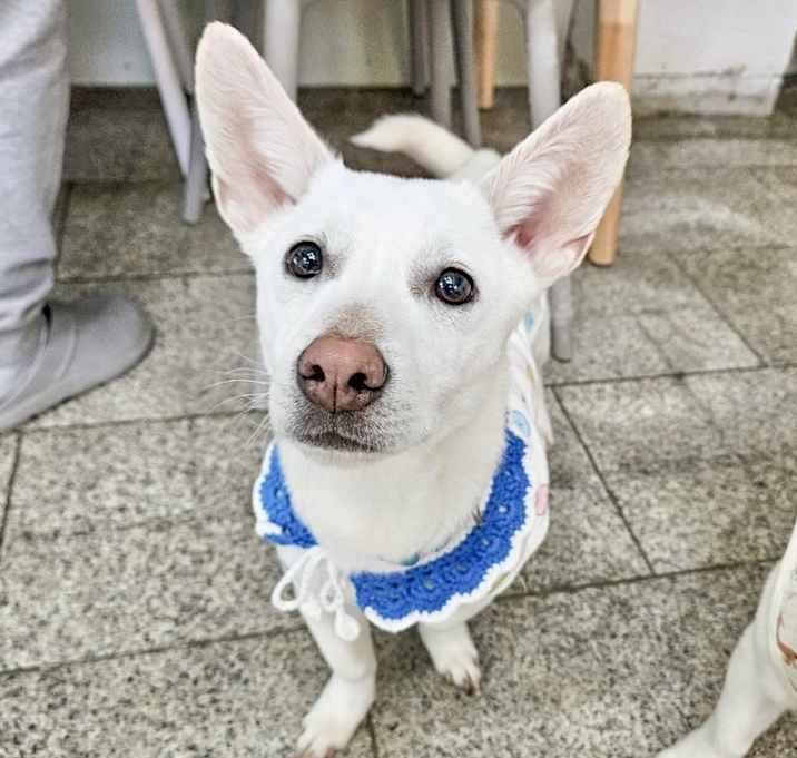 Photo of Lupi
