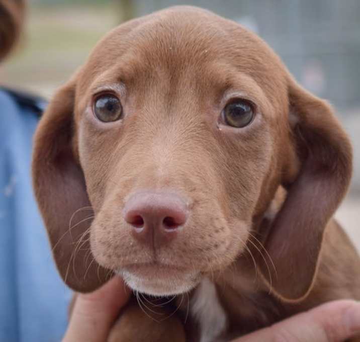 Photo of Bluebell