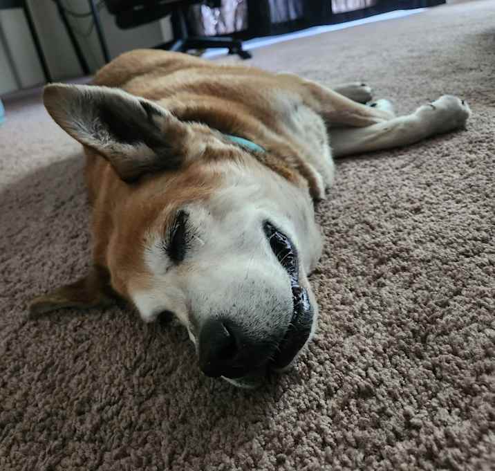 Photo of Lola