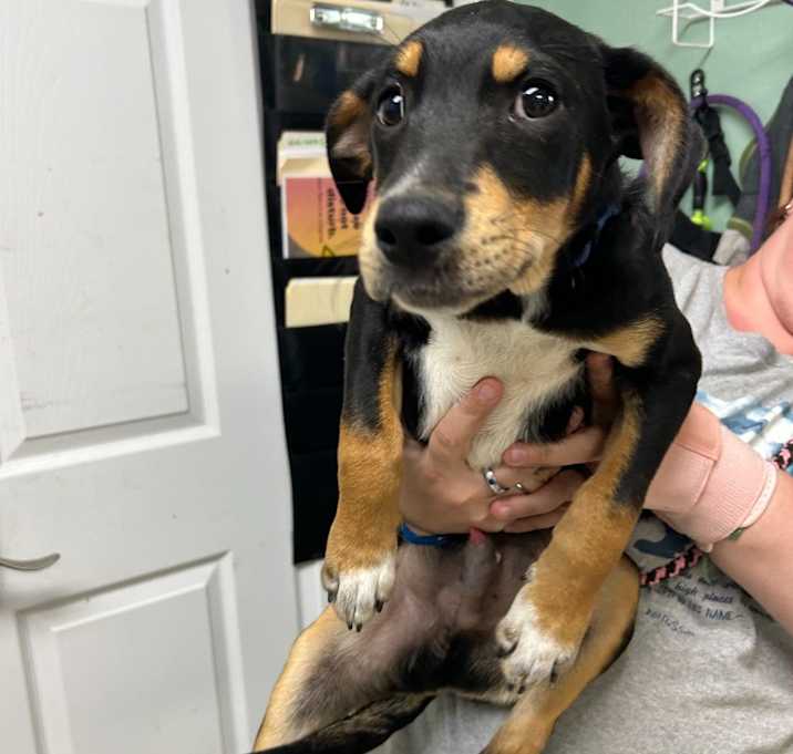 Photo of Simon - Adoptable