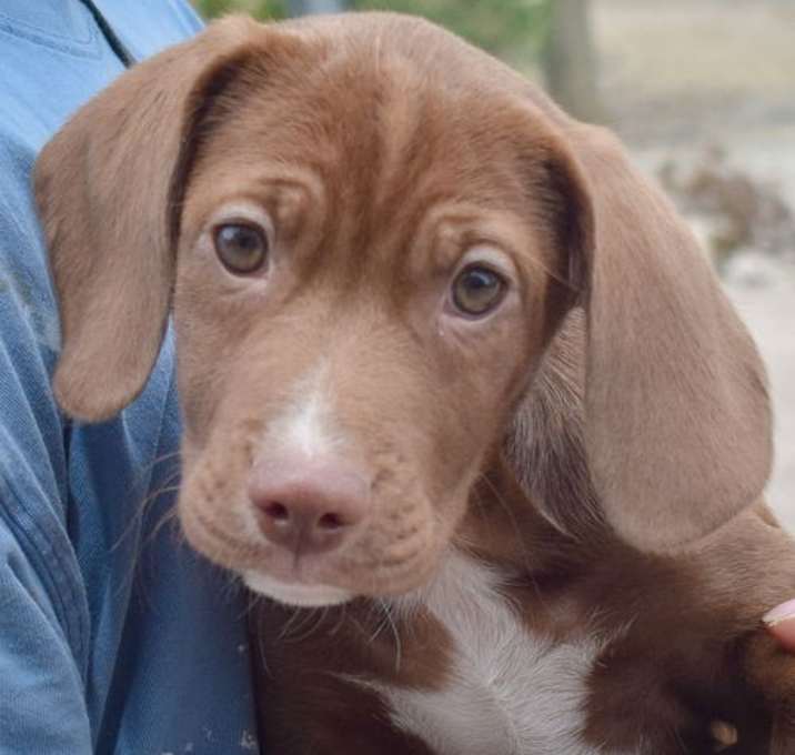 Photo of Mozzie