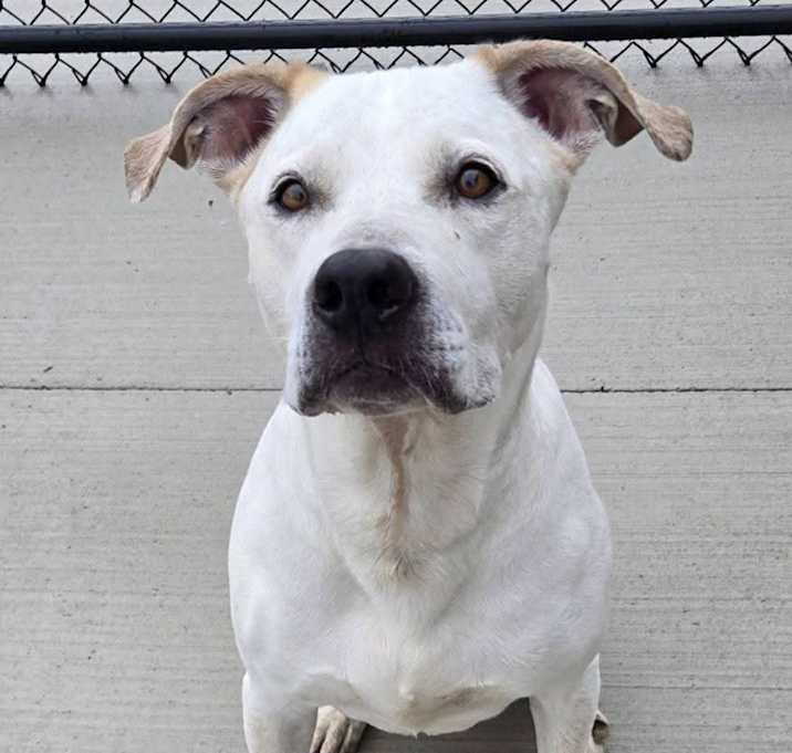 Photo of Champ
