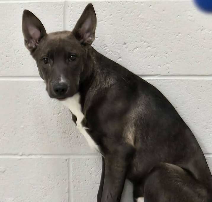 Photo of Django