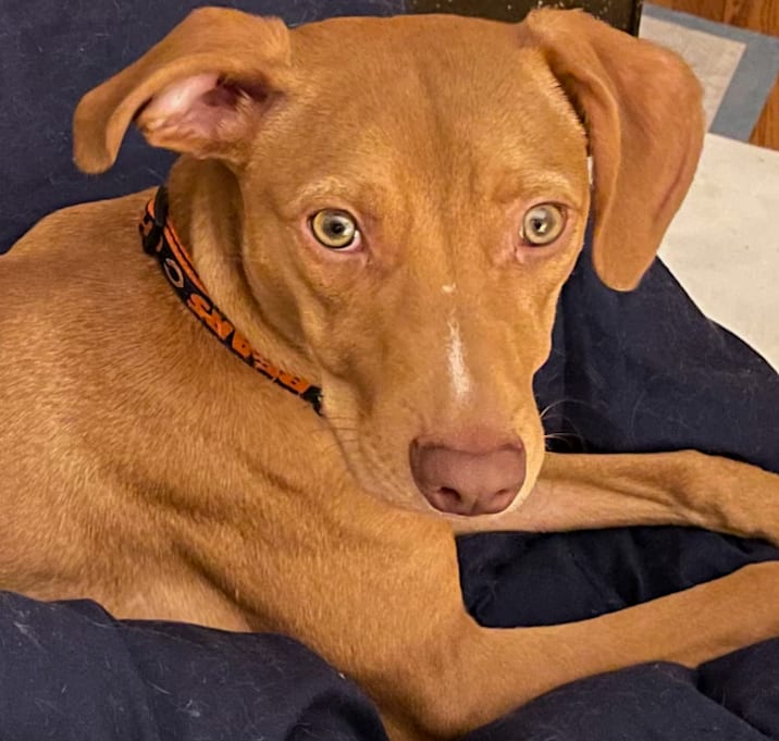 Photo of Ozzie