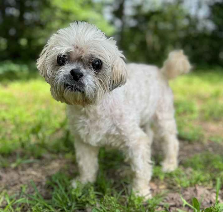 Photo of Bandit Sr