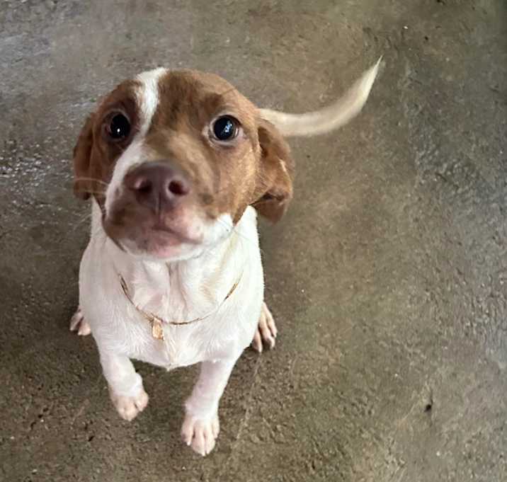 Photo of coconut