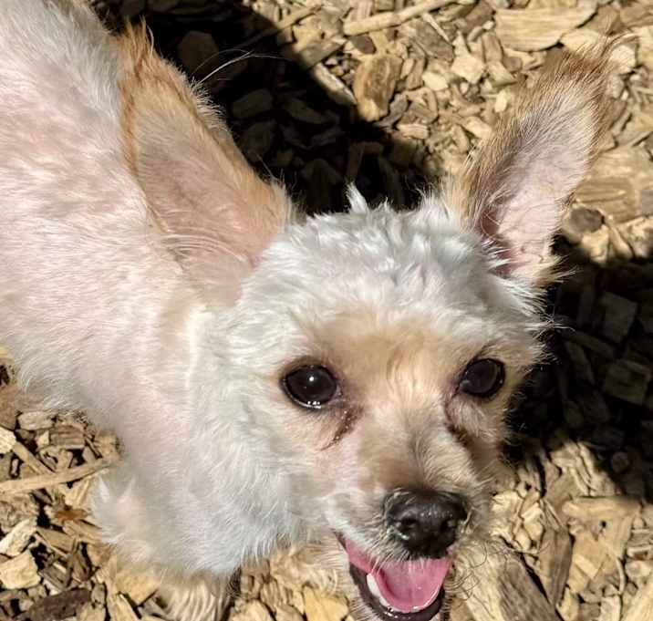 Photo of Honey