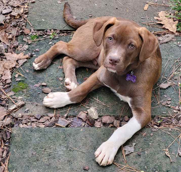 Photo of Peanut Butter