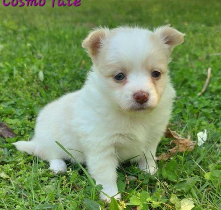 Photo of Cosmo Tate