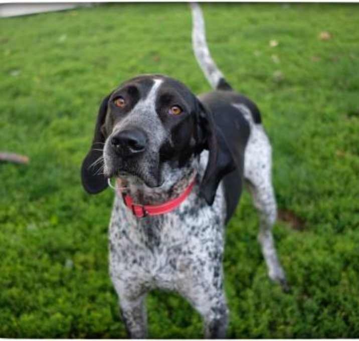 Photo of Gunner (Fred)