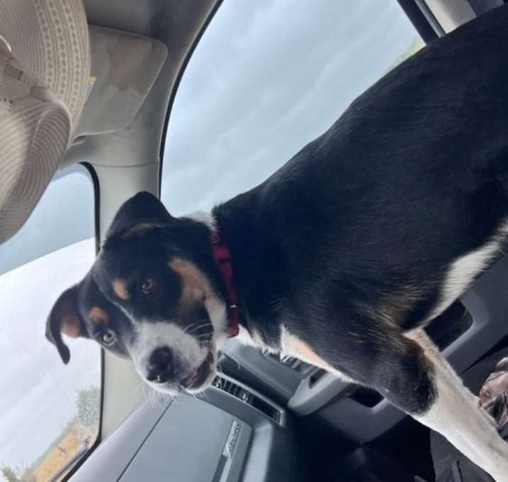 Photo of Bandit