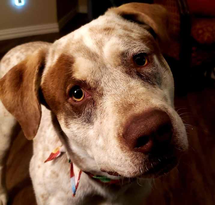 Photo of Ozzy Pawsbourne