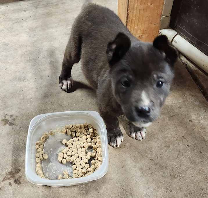Photo of Teeny - ADOPTED