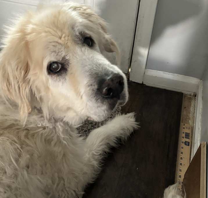Photo of Milo