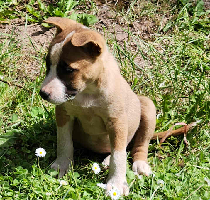 Photo of Taffy