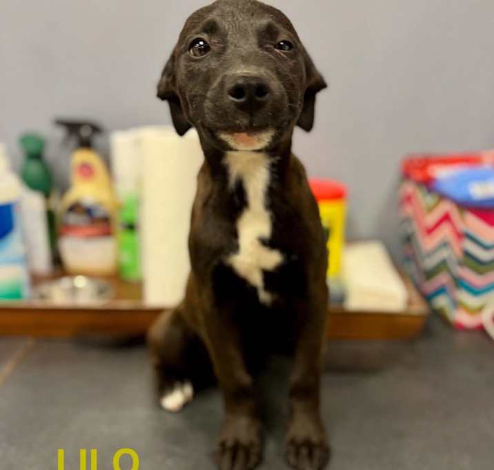 Photo of Lila