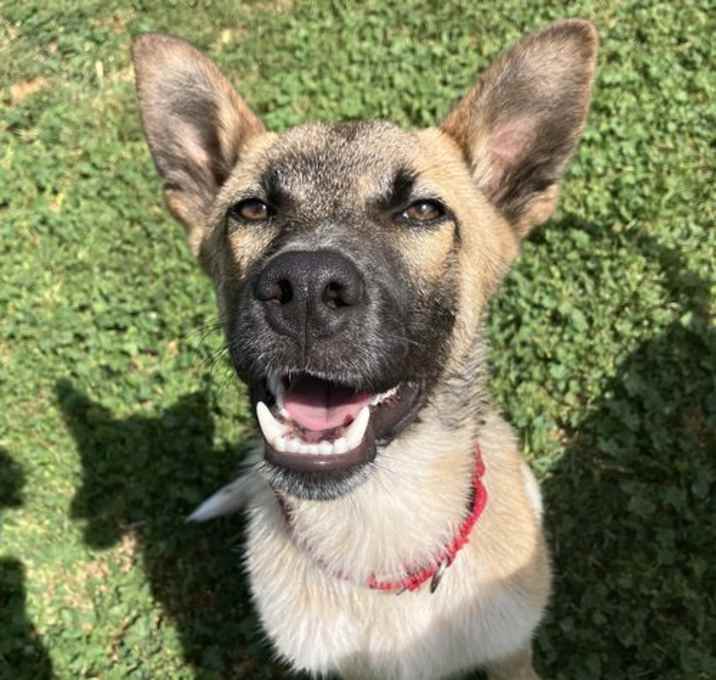 Photo of Koda
