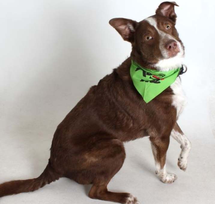 Photo of Sadie