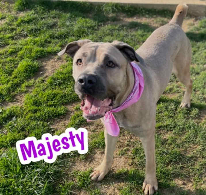 Photo of Majesty