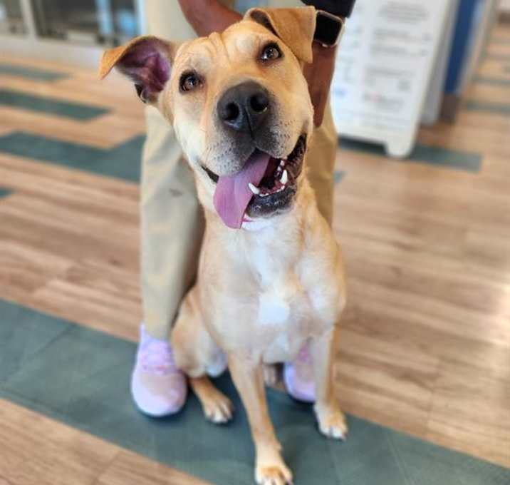 Photo of ROXIE