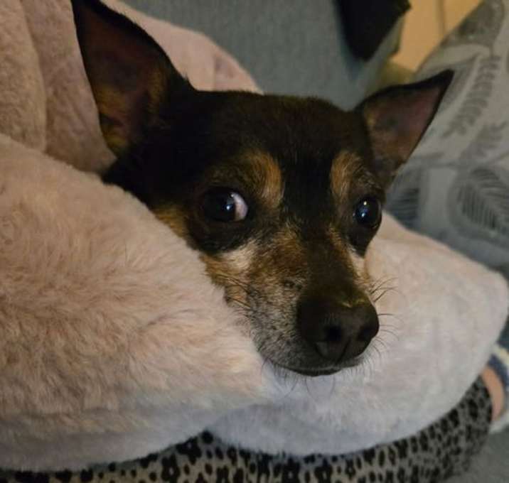 Photo of Taco