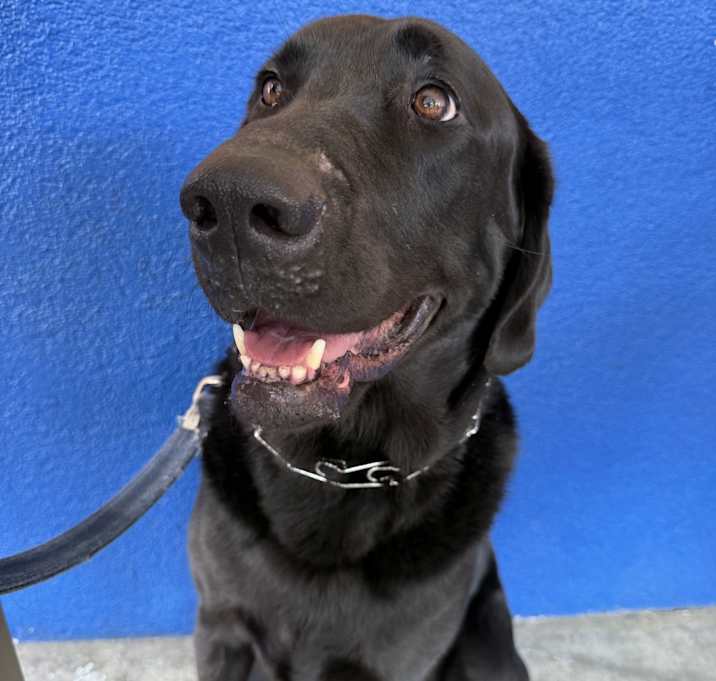 Photo of Shadow