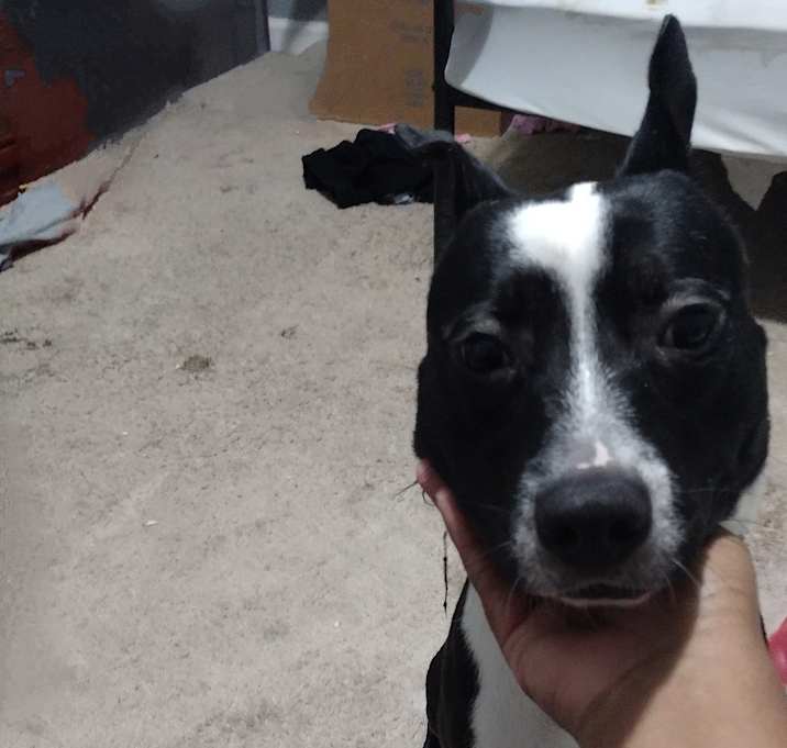 Photo of Oreo