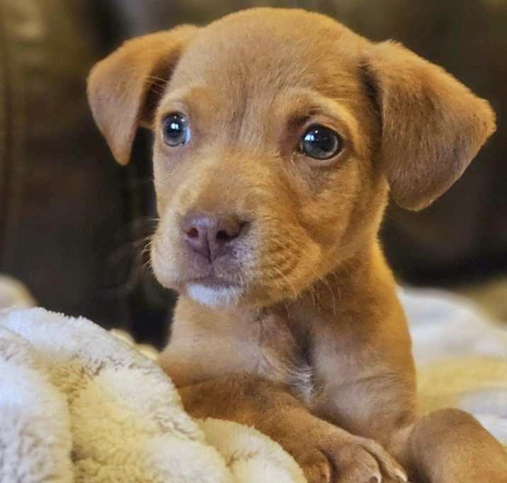 Photo of Mattie Cakes  adoption pending