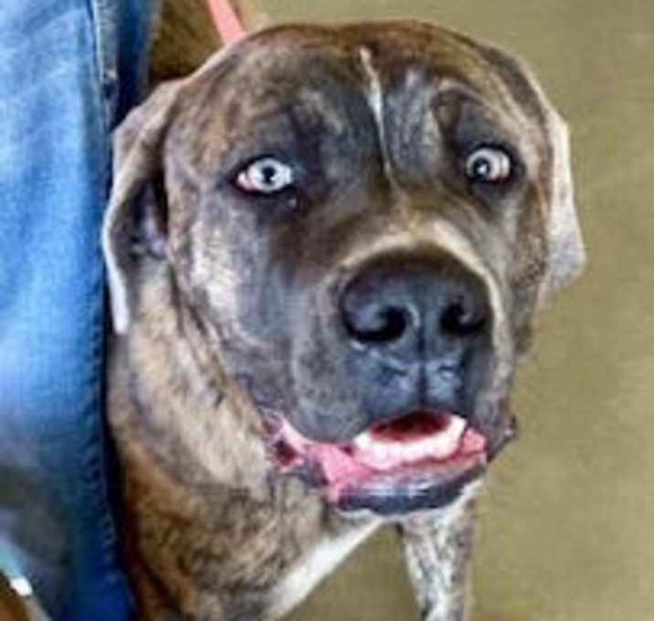 Photo of Clancy Vegas Paws 62446