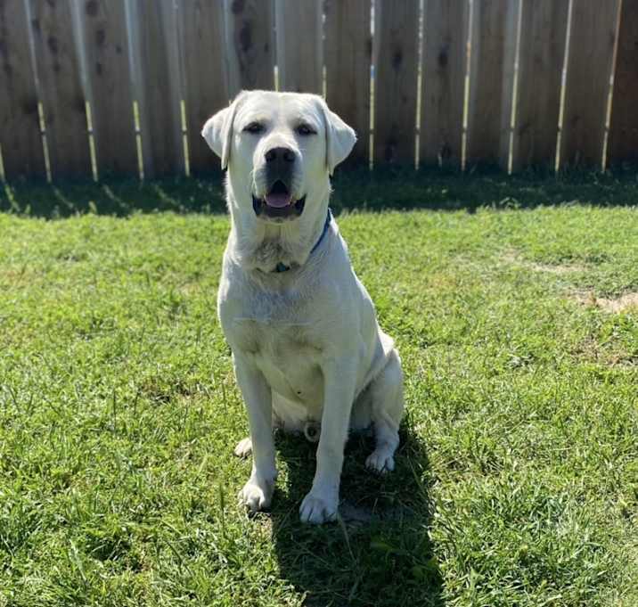 Photo of Milo