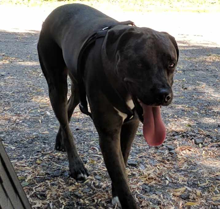 Photo of Dozer