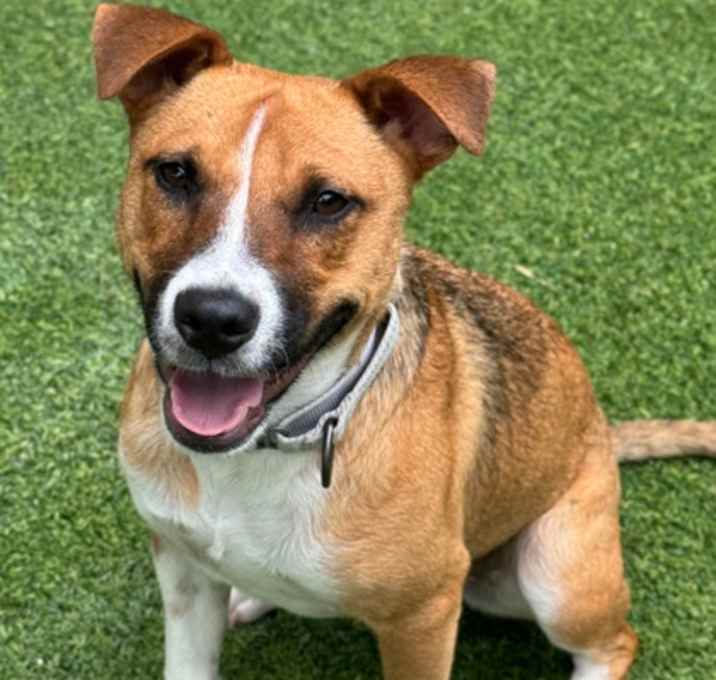 Photo of Banjo