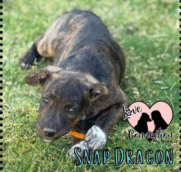 Photo of Snapdragon