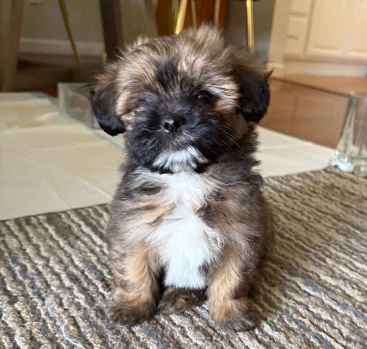 Photo of Chewie